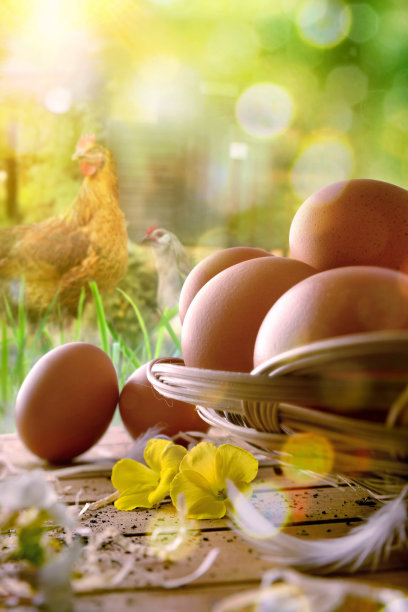新鲜采摘的鸡蛋放在篮子里，田野里竖着鸡图片下载