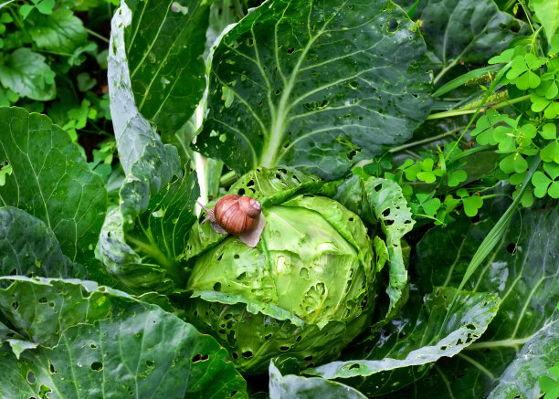 蜗牛坐在花园里的卷心菜上图片下载