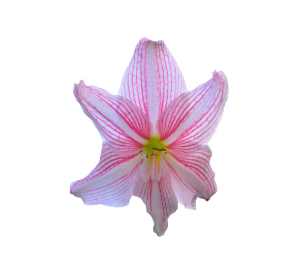 白色背景下的花朵特写镜头图片下载