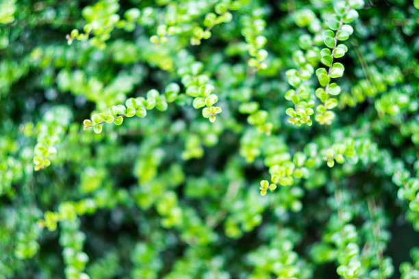 装饰植物的背景图片下载