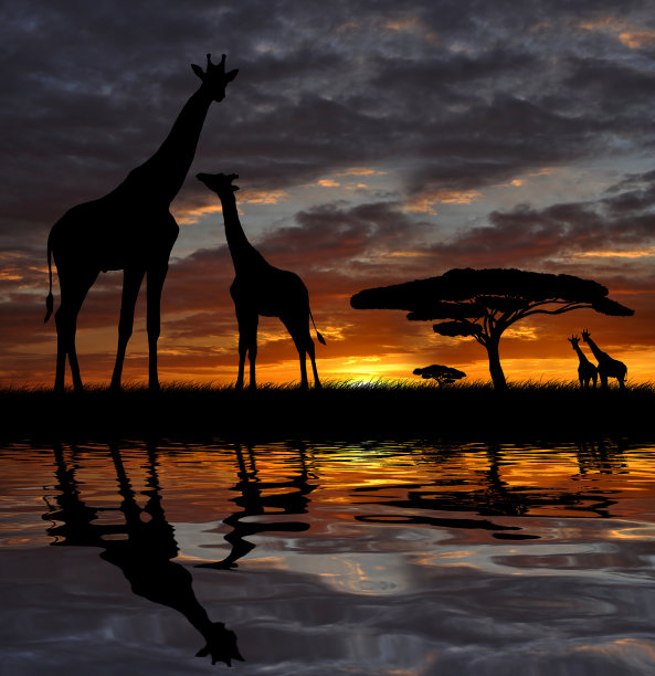 长颈鹿图片下载