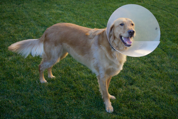 带有锥形的金毛猎犬图片下载