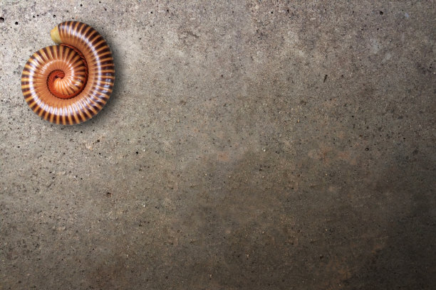 千足虫在水泥地板上蜷缩着。图片下载