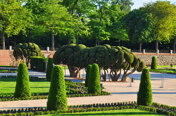 马德里的公园雷蒂罗。阳光下的绿树。图片下载