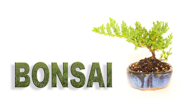 现代盆景树与草纹理刻字图片下载