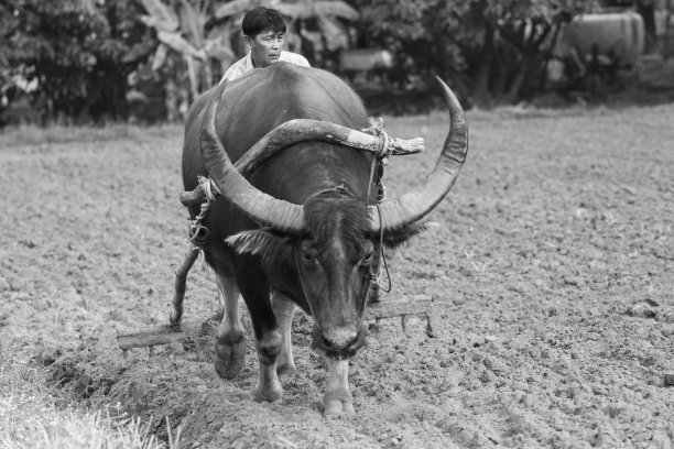 人类使用水牛犁图片下载