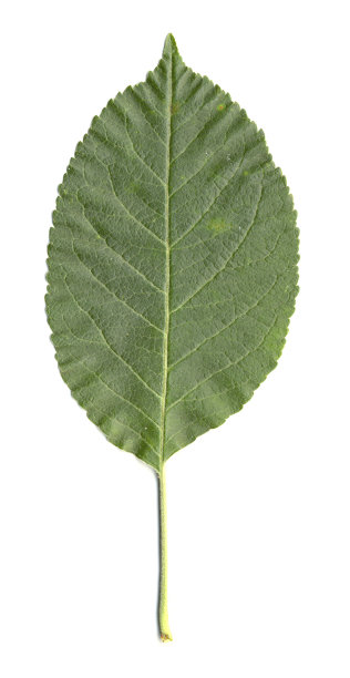 孤立的苹果树叶图片下载