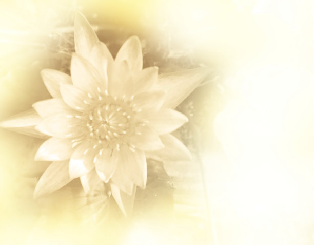 模糊了美丽的荷花背景图片下载