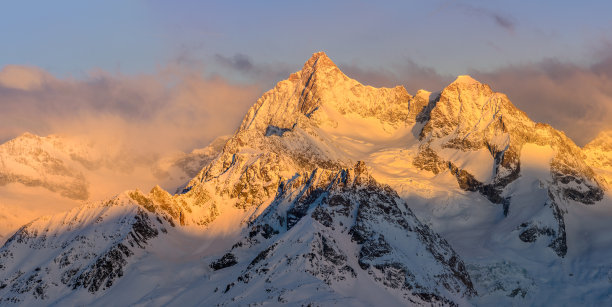 白牙(白牙)图片下载