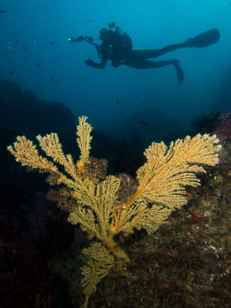 带海扇潜水者(柳珊瑚)图片下载