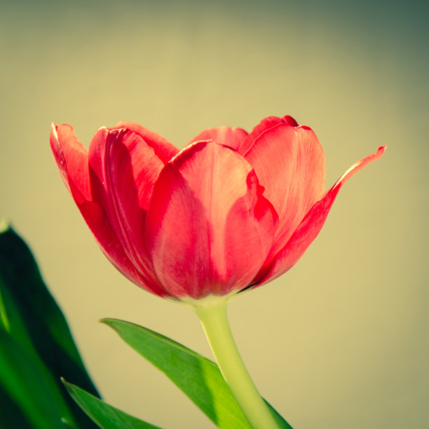 郁金香图片下载