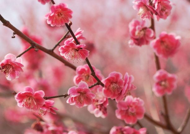 重瓣粉红梅花图片下载