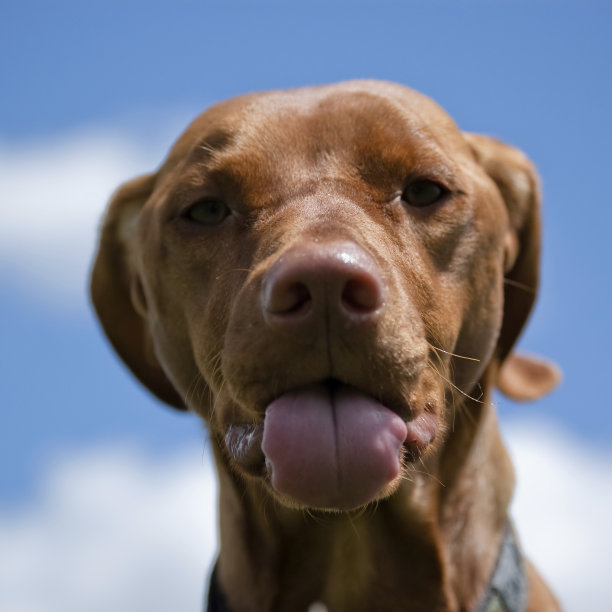 伸出舌头的狗图片下载
