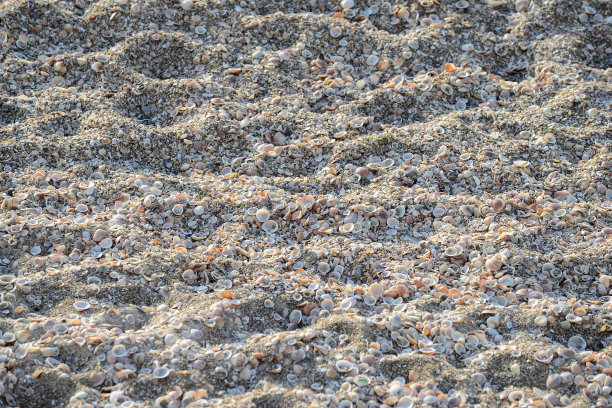 海边贝壳的美丽照片。以色列图片下载