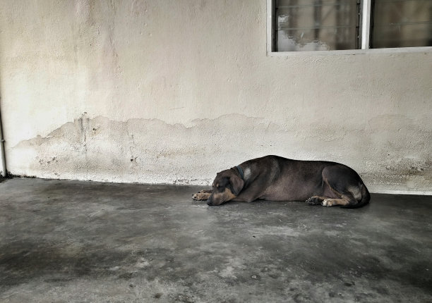 平静的睡眠图片下载