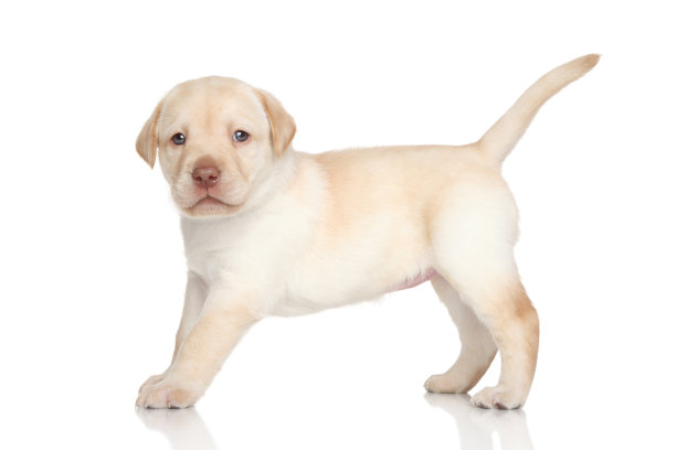 拉布拉多寻回犬小狗图片下载