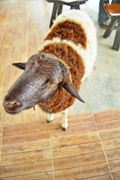 羊很可爱。图片下载