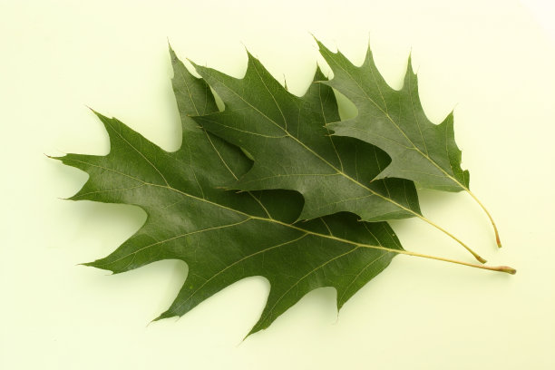 橡树树叶图片下载