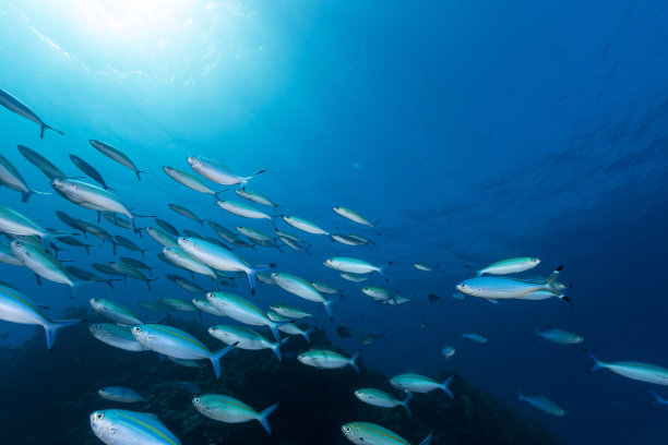 在红海的热带水域中。图片下载