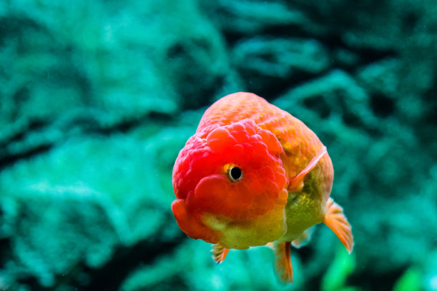 金鱼在水族馆素材图片