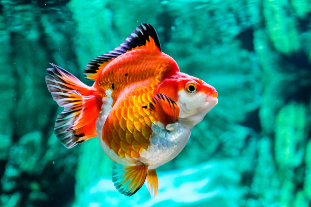 金鱼在水族馆素材图片