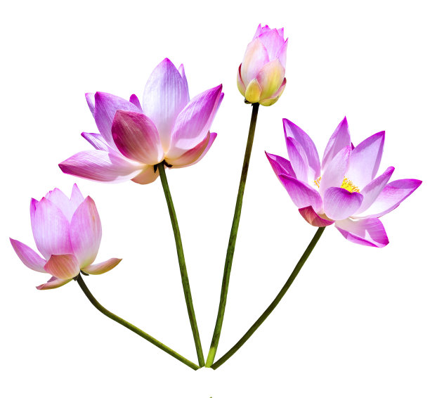 洋红色的荷花孤立图片下载