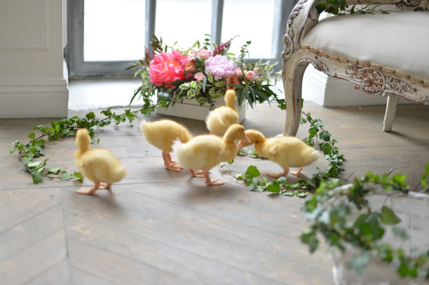 小鸭子。图片下载