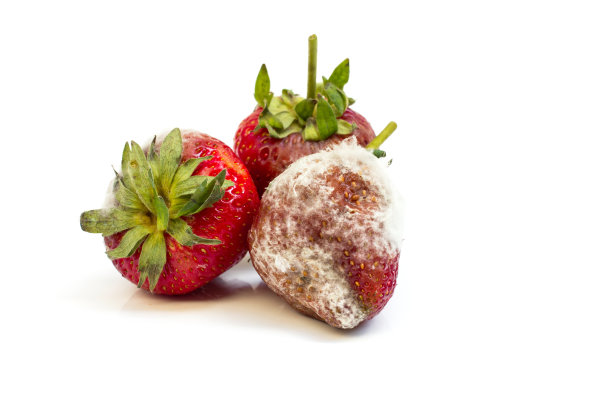 伤草莓(烂草莓)图片下载