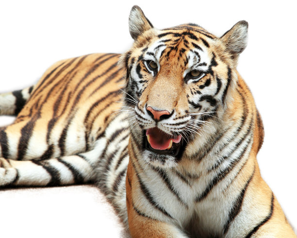 孟加拉虎孤立在白色图片下载