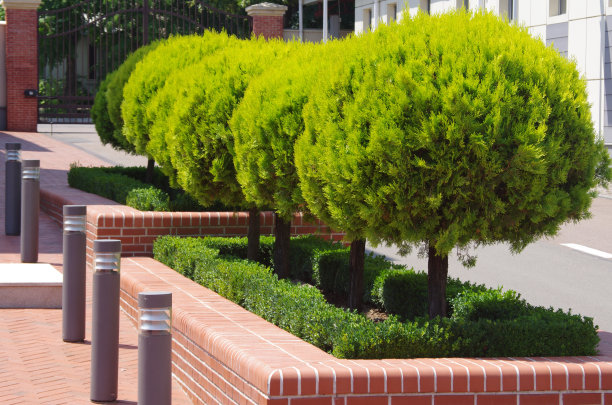 绿色的树图片下载