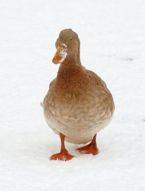鸭子在雪地里图片下载