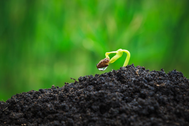 从种子发芽的牵牛花植物图片下载