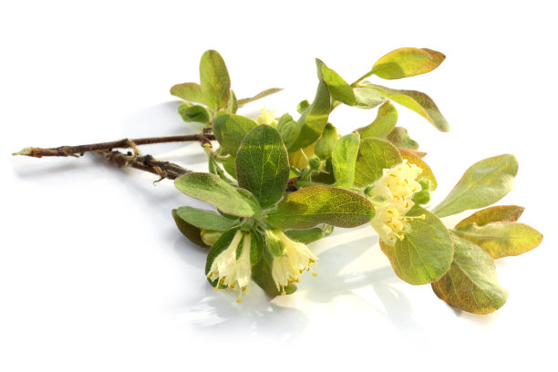 一种带叶子的忍冬花图片下载