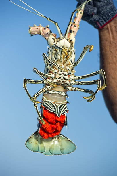 渔船上的鲜龙虾配红蛋图片下载