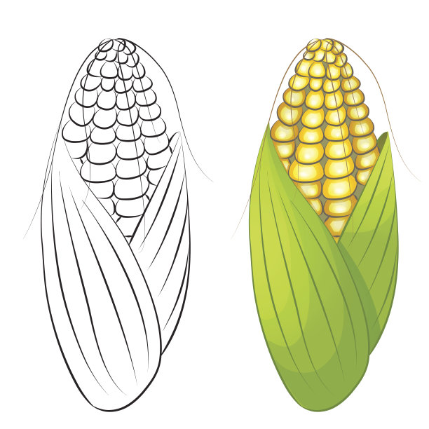 分离出两个玉米棒子图片下载