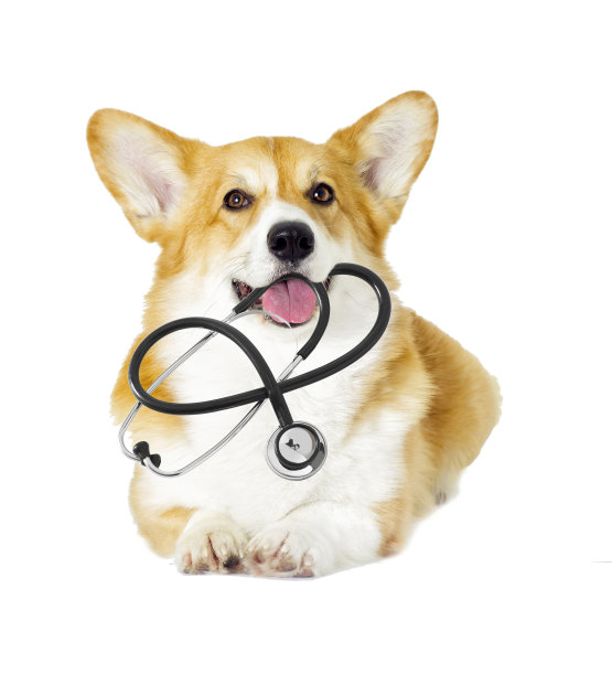 狗和听诊器，威尔士柯基犬图片下载