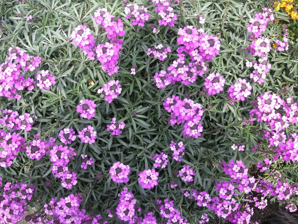 沃利玫瑰图片下载