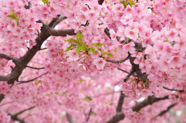 Kawazu樱花图片下载