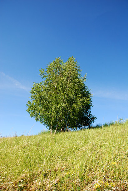 春天的风景图片下载