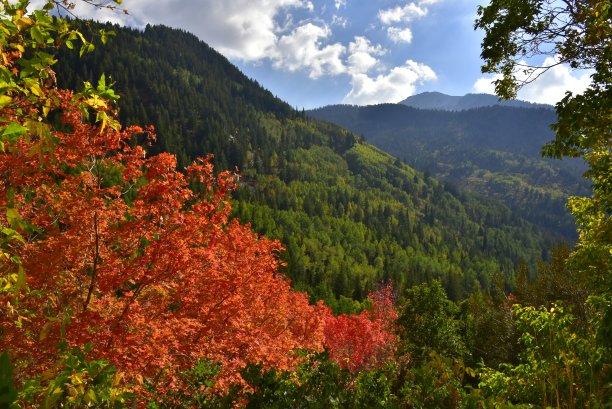 小杨木峡谷的秋叶和常青树图片下载