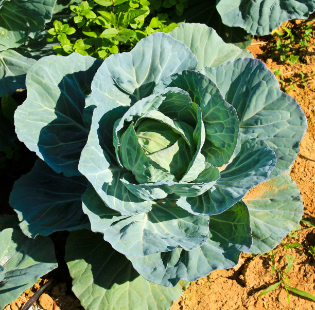卷心菜在地里。图片下载
