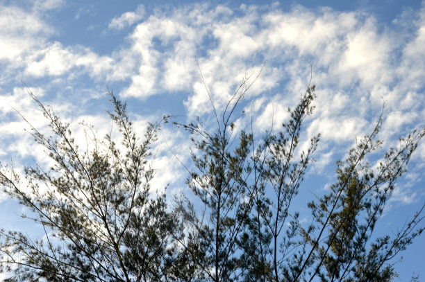 蓝天下的树枝图片下载