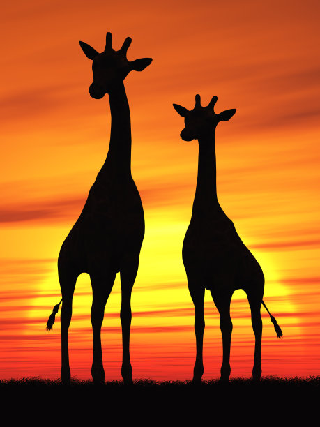 长颈鹿图片下载