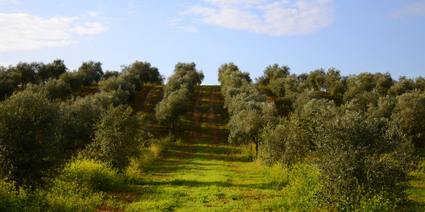 橄榄领域图片下载