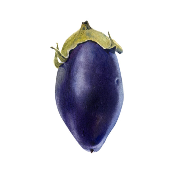 紫色茄子孤立水彩插图图片下载