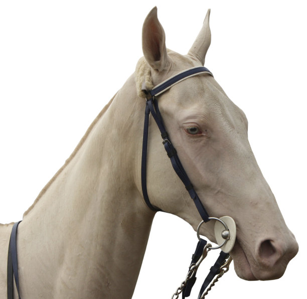 漂亮的马。图片下载