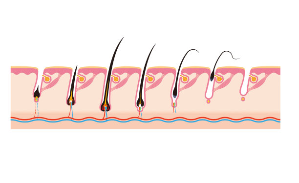 头发周期头发的生命周期图片下载