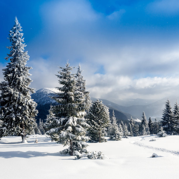 被雪覆盖的云杉图片下载