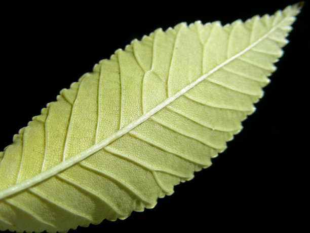 树叶的背面图片下载