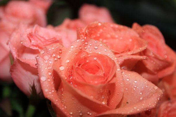 橙玫瑰花束图片下载